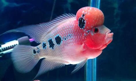 養羅漢魚|羅漢魚飼養方法及注意要點 – 寵物百科